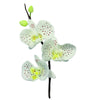 PME Moth Orchid Cutter